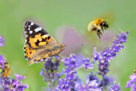 Butterfly and purple flowers