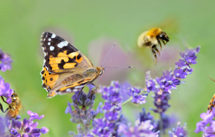 Butterfly and purple flowers