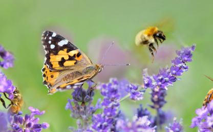 Butterfly and purple flowers