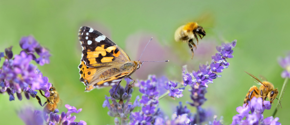 Butterfly and purple flowers